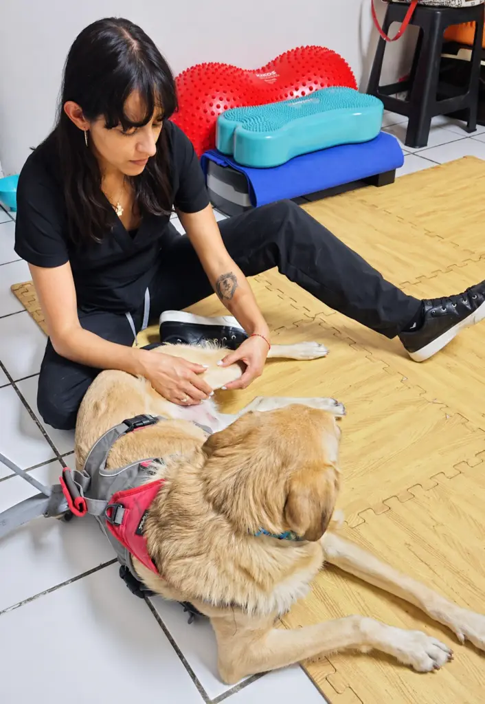 Diagnóstico Funcional Veterinario: Evaluación Fisiátrica a Domicilio para Perros y Gatos en CDMX