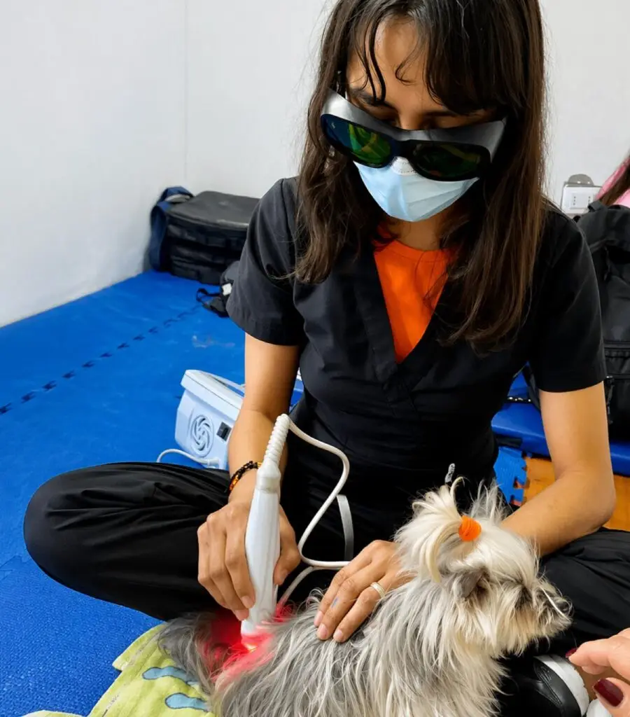 Sesión de Fisioterapia Veterinaria a Domicilio con Ejercicios Terapéuticos y Equipo Especializado
